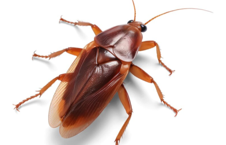 Cucaracha